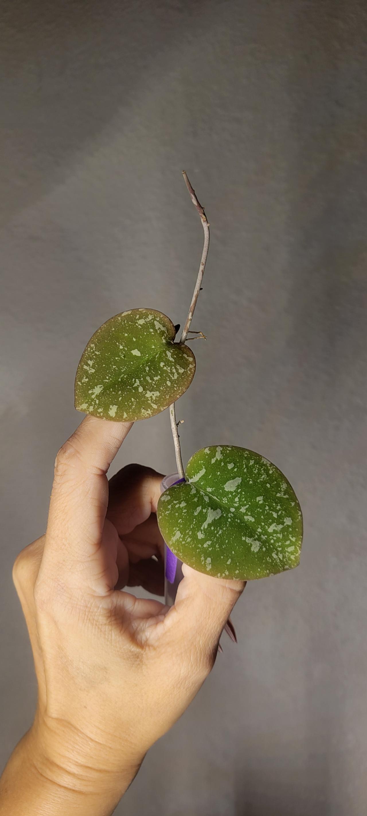 Hoya WRX103-101 (WRX46-11 x Imbricata)*Rooted ($36) from @Plant_Static