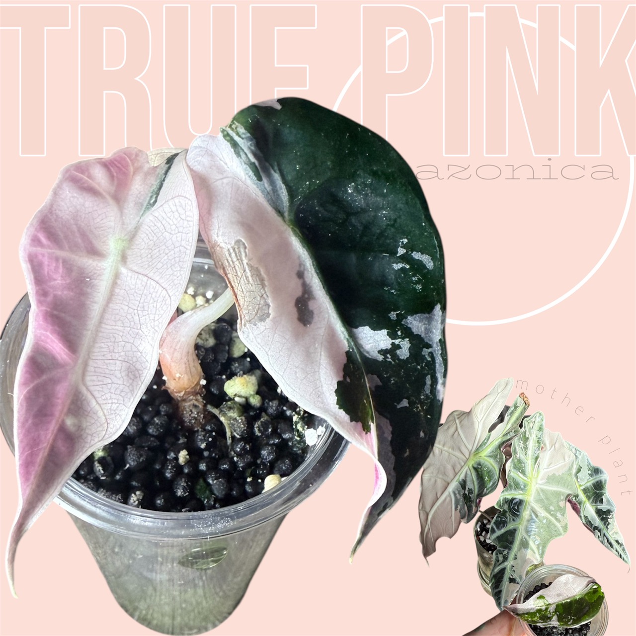 ✨true pink amazonica pup - (variegated alocasia)✨ ($165) from