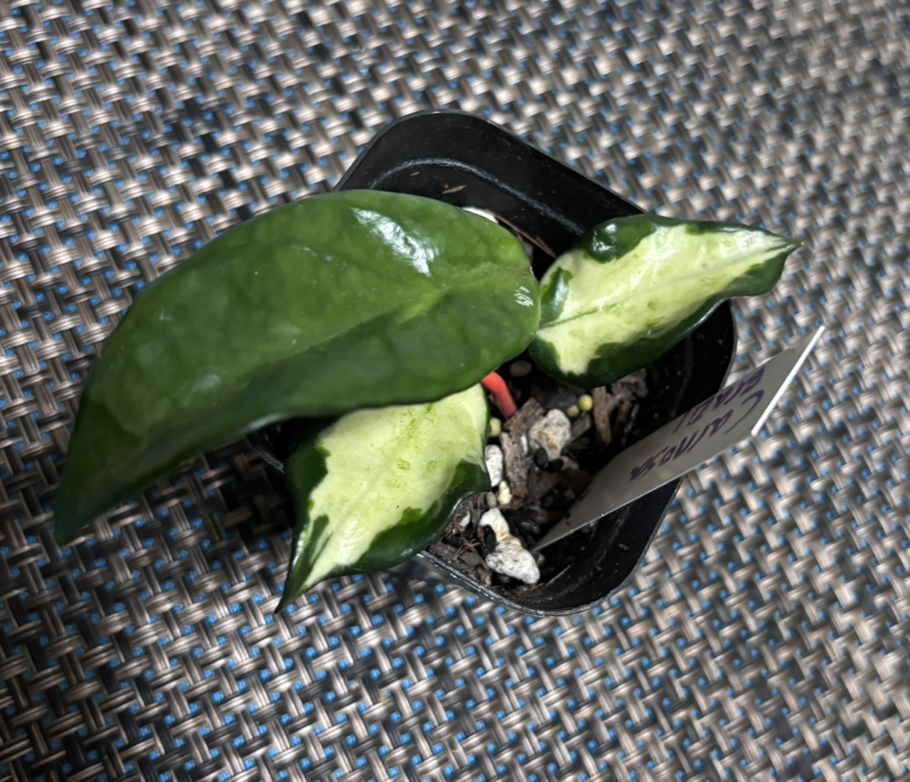 セール　珍種　レアホヤ　Hoya carnosa Brazil サクララン Hoya Carnosa Brazil ($30) from @CheekyNotion