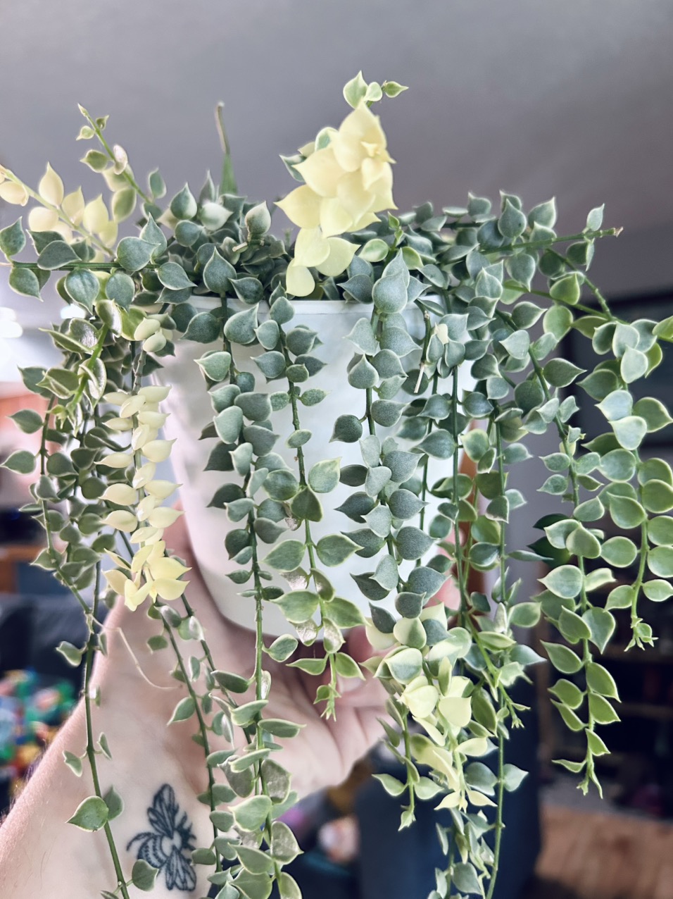 Hoya Lacunosa Laos *Cuttings ($15) from @CatherineStarr