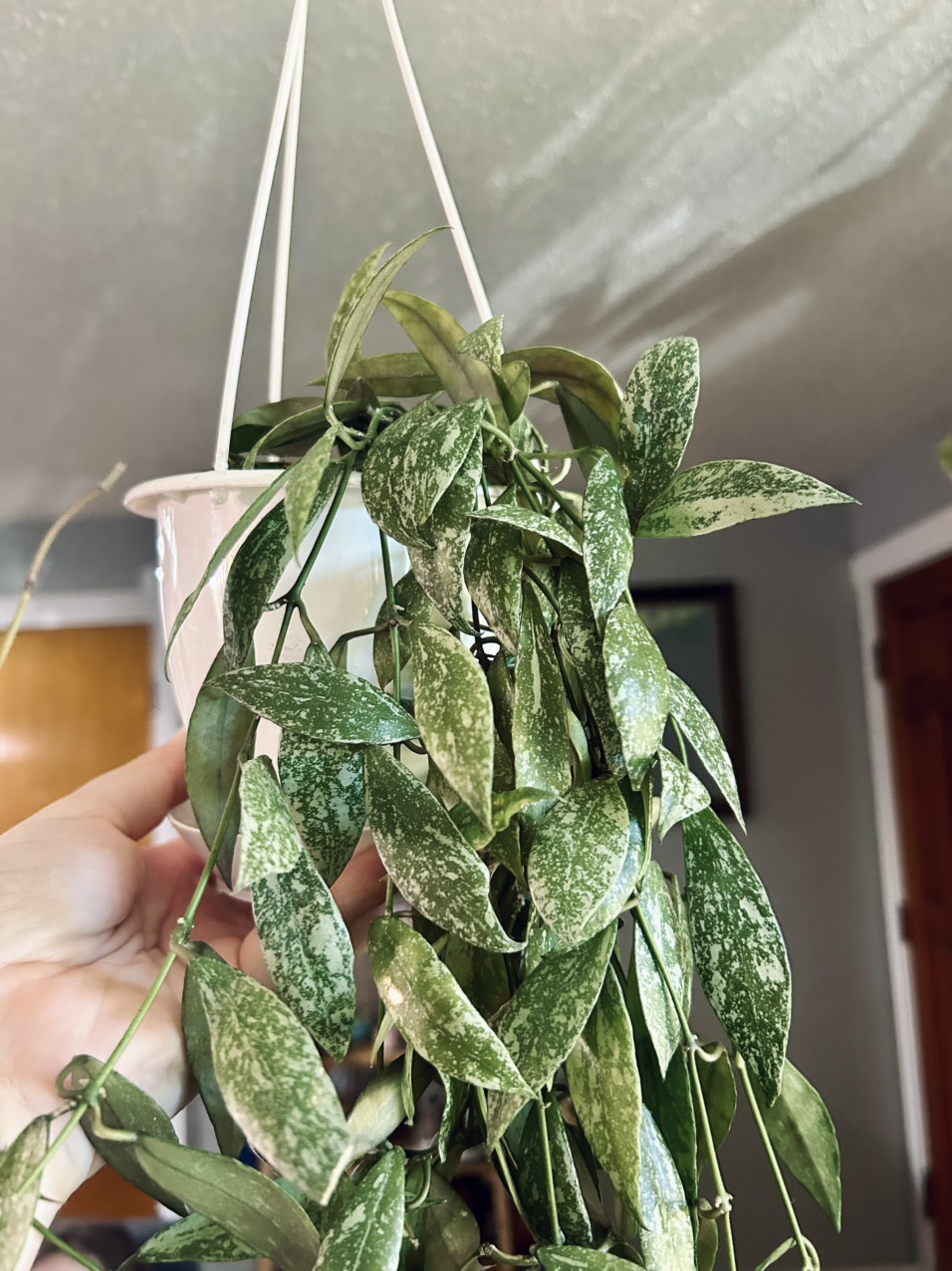 B Anthurium SKG Silver x Dk Forgetii ($18) from @CatherineStarr