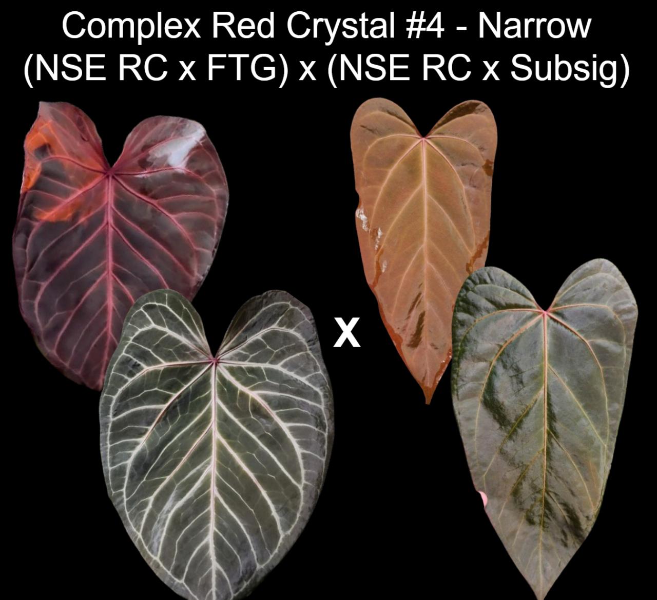 Anthurium AOS DF x RVDP (Tezula Ace of Spades x Red Vein Dark