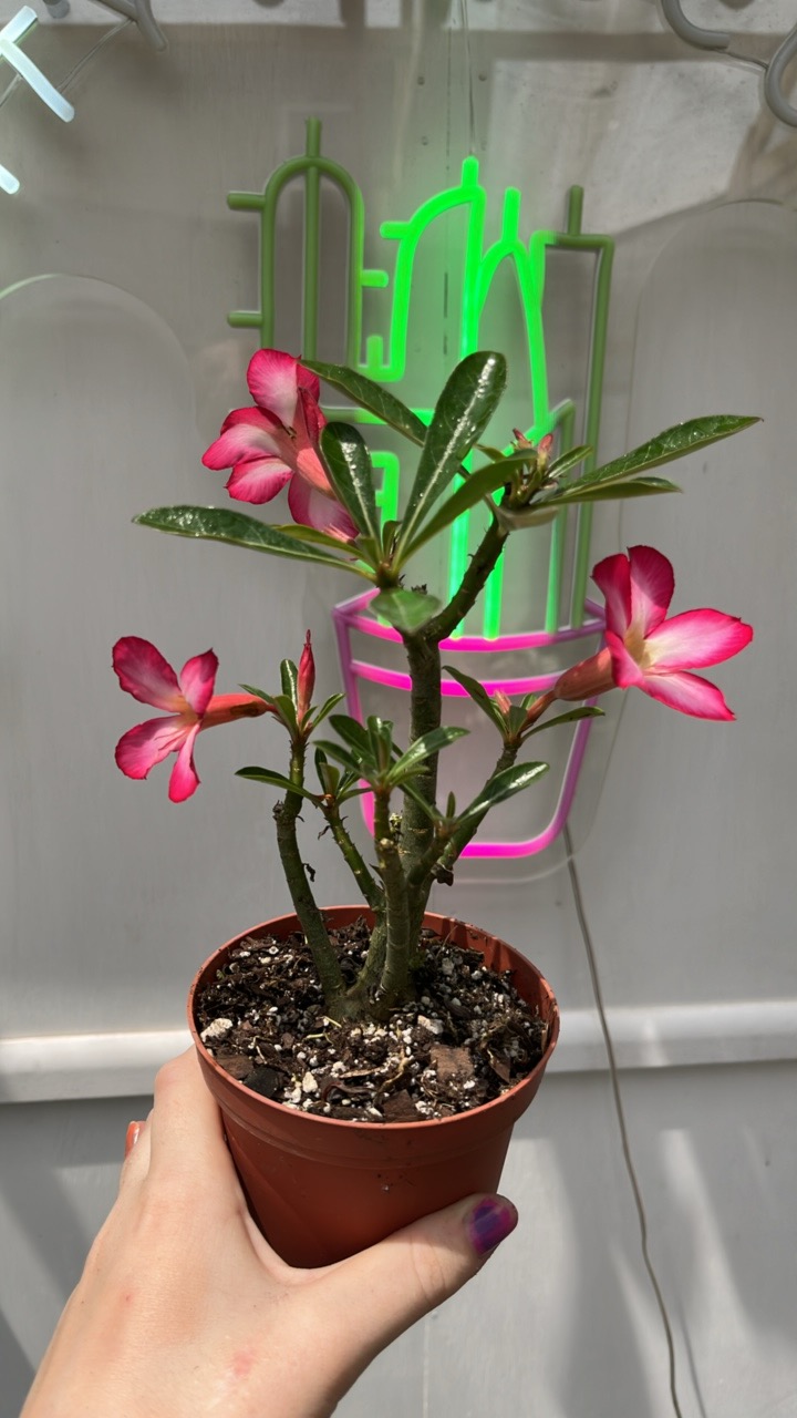 4” Desert Rose ($15) from @NYCitySucculents