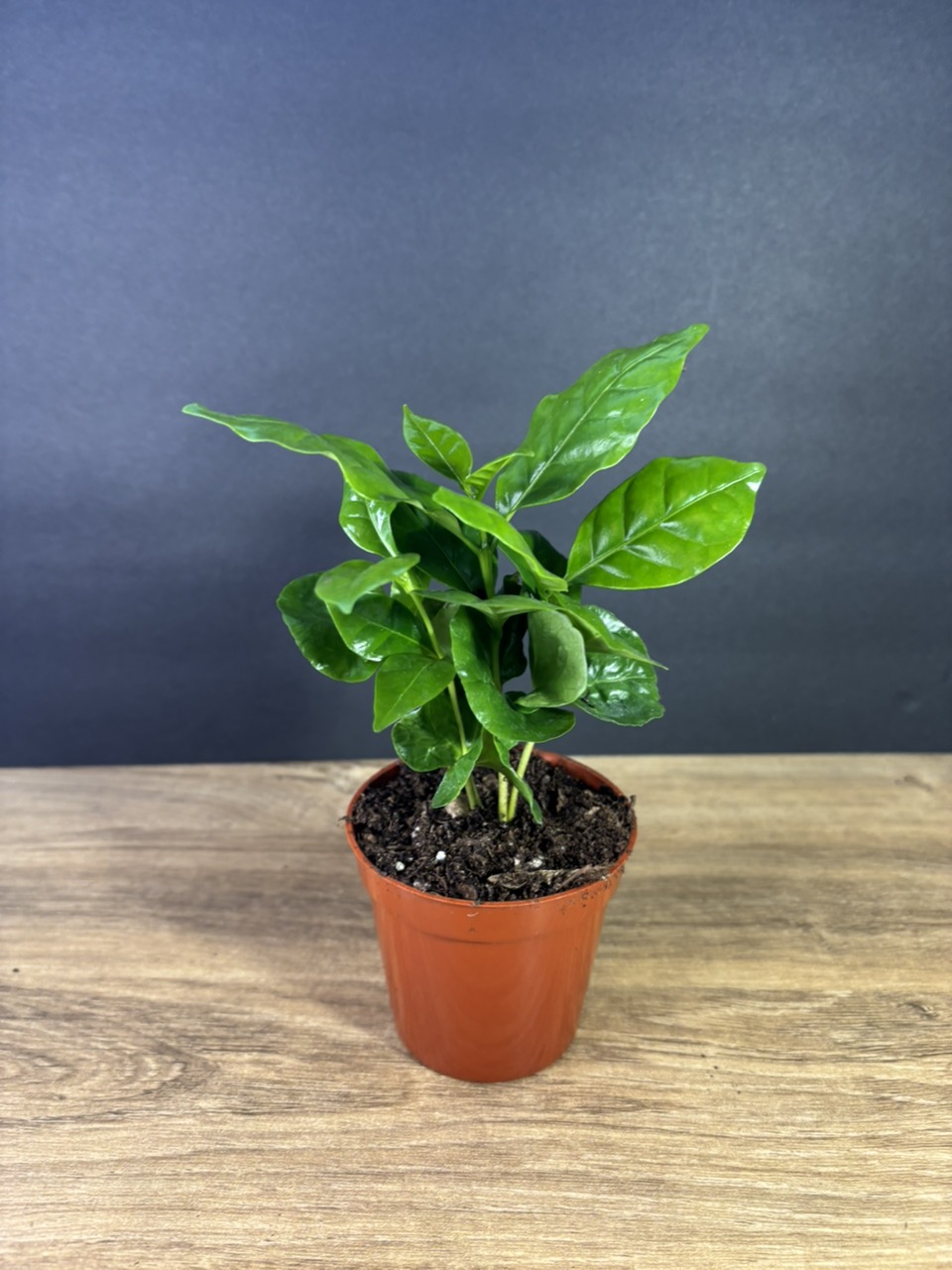 落葉樹 2025.07.25 Florida variegated. variegated – Kens Nursery