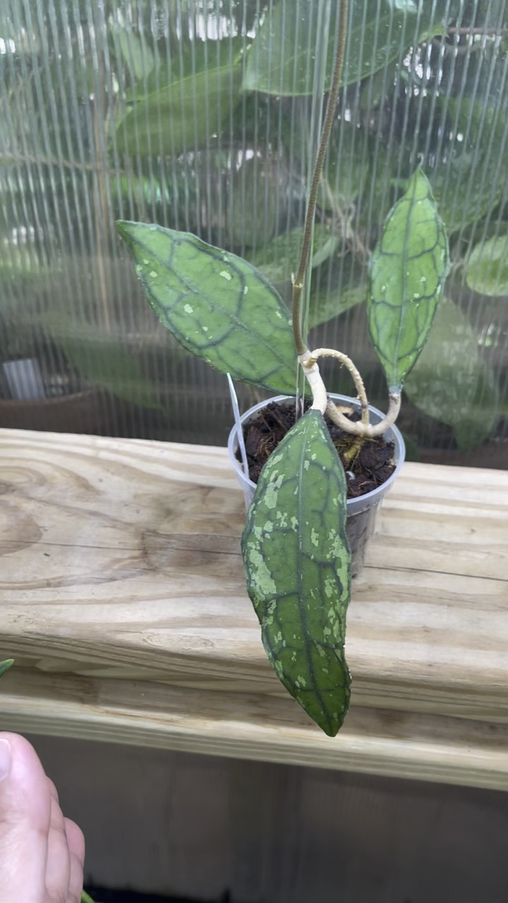 Hoya 3種専用 Hoya KSB 08 Silver – Aroid Market