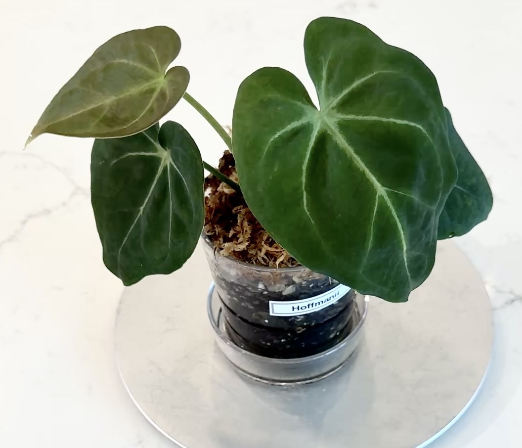 Tezula Dreamweaver-Necromancer x HU Red Tiger Anthurium Seedling