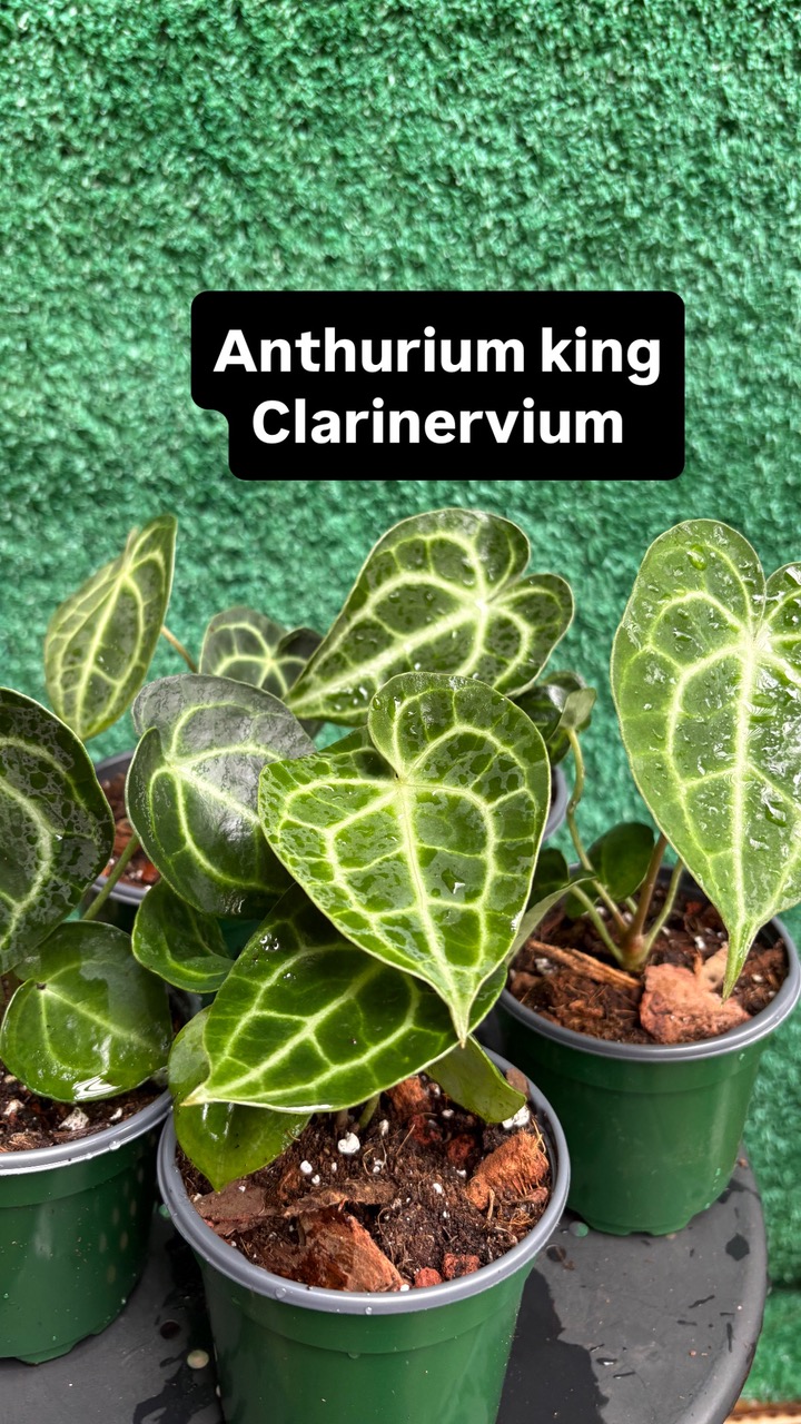 Anthurium king Clarinervium ($15) from @MiplantitaPR