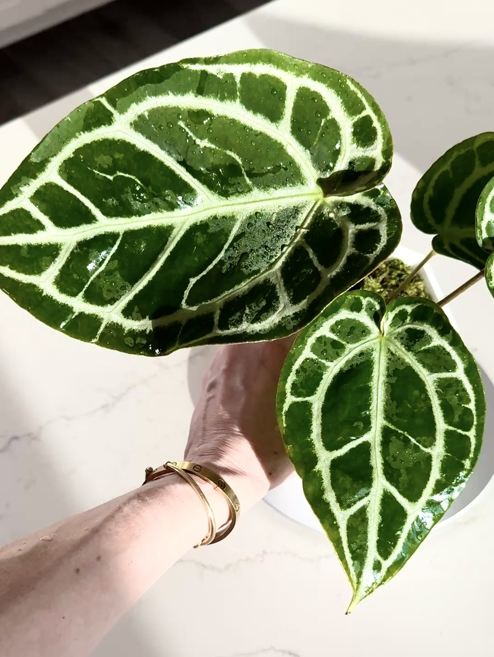 RedCrystallinum × Blackwidow × Michelle RedCrystallinum × Blackwidow × Michelle MonsteraX Marketplace