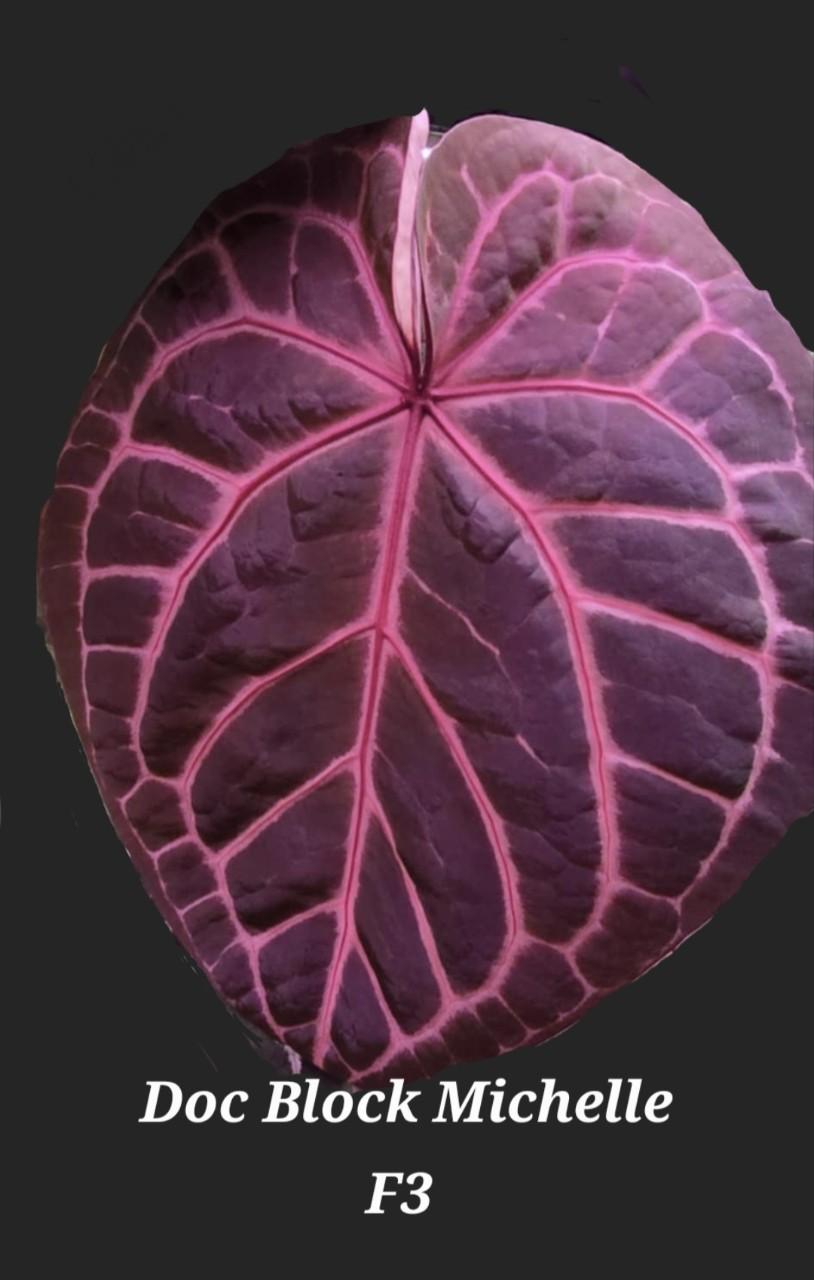 Doc Block Michelle F3 X (Wuhoo's First Night/ Pap) growers choice