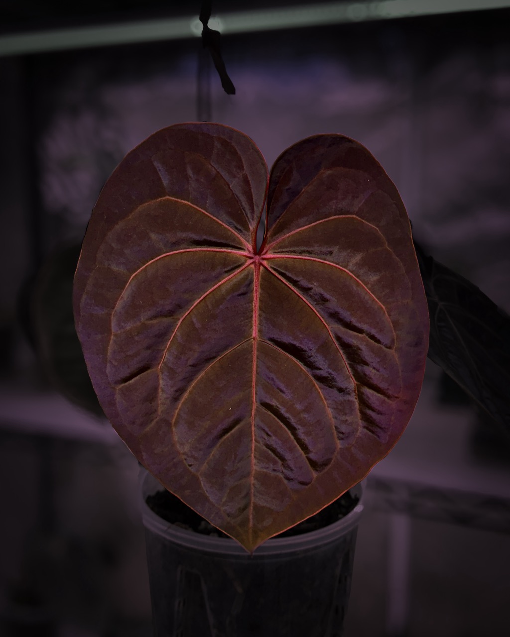 Anthurium 'Blood Moon' Division ($450) from @LeveledUpAroids