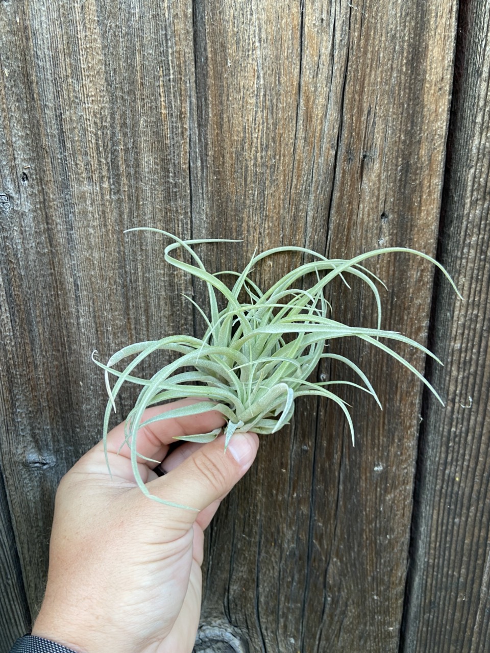 Tillandsia 'Betty' (xerographica x brachycaulos) ($10) from