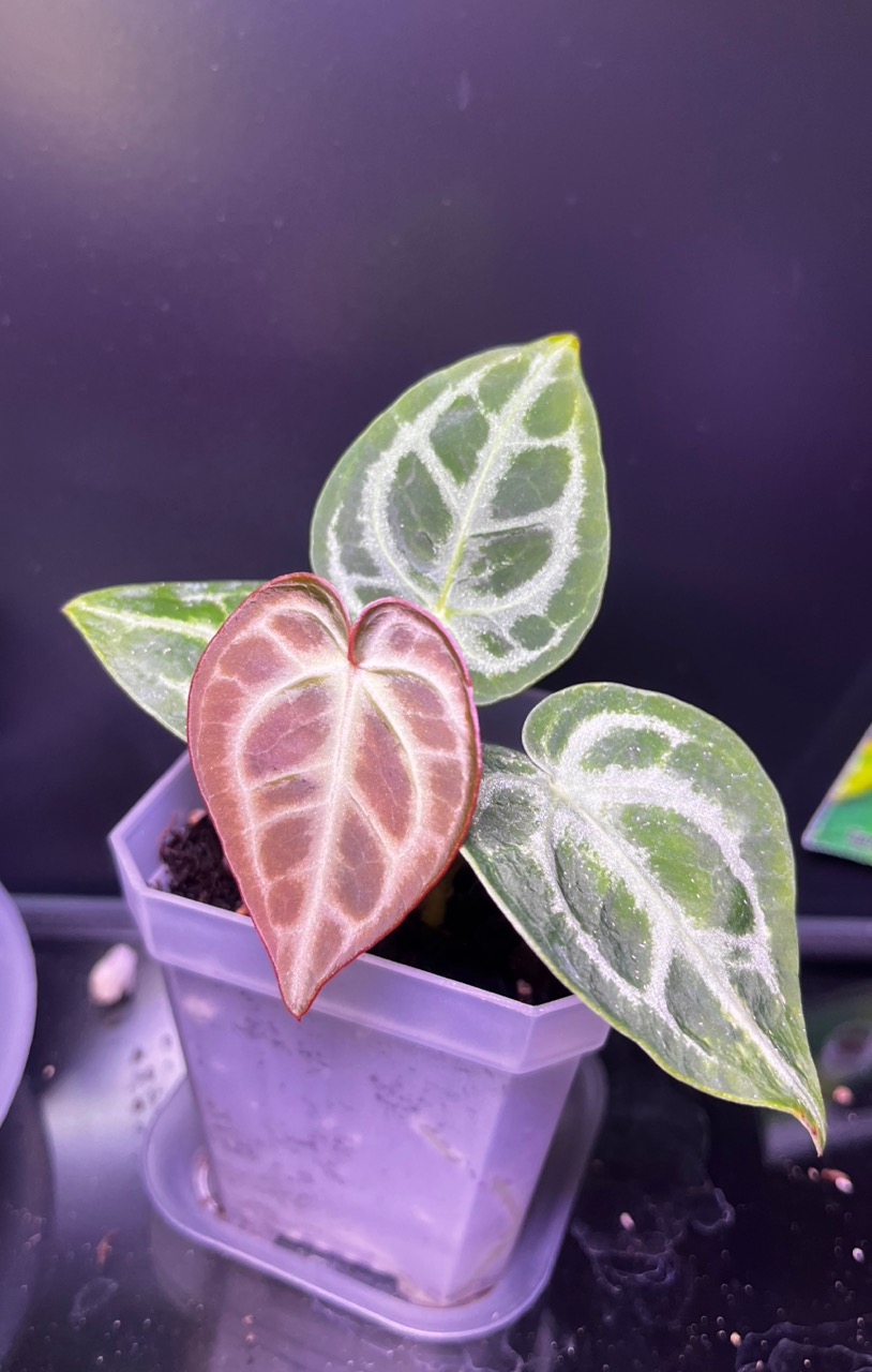 Anthurium Zara Michelle x Silver Blush ($60) from @MintyFresh