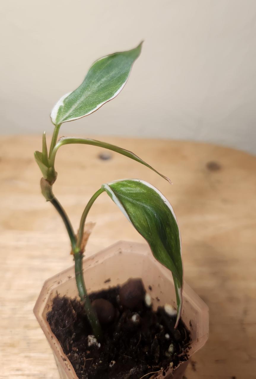 20 Hoya Lacunosa 'Asami Clone 2' ($10) from @RiverSimone