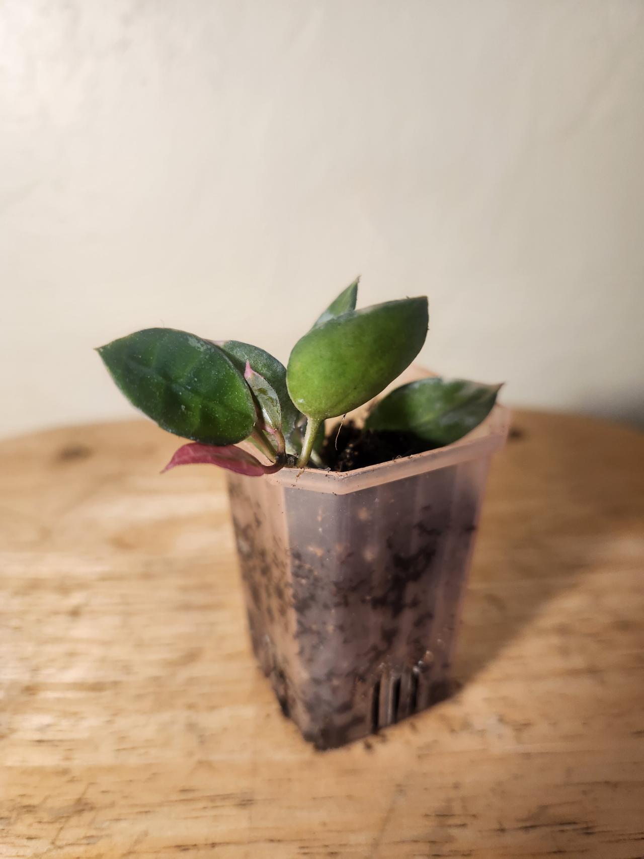ローカル　マンモス2 コオイムシ 20 Hoya Lacunosa 'Asami Clone 2' ($10) from @RiverSimone