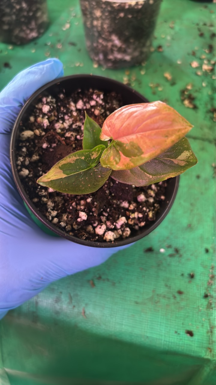 Philodendron Micans Albo - Pink Variegation (A) ($110) from