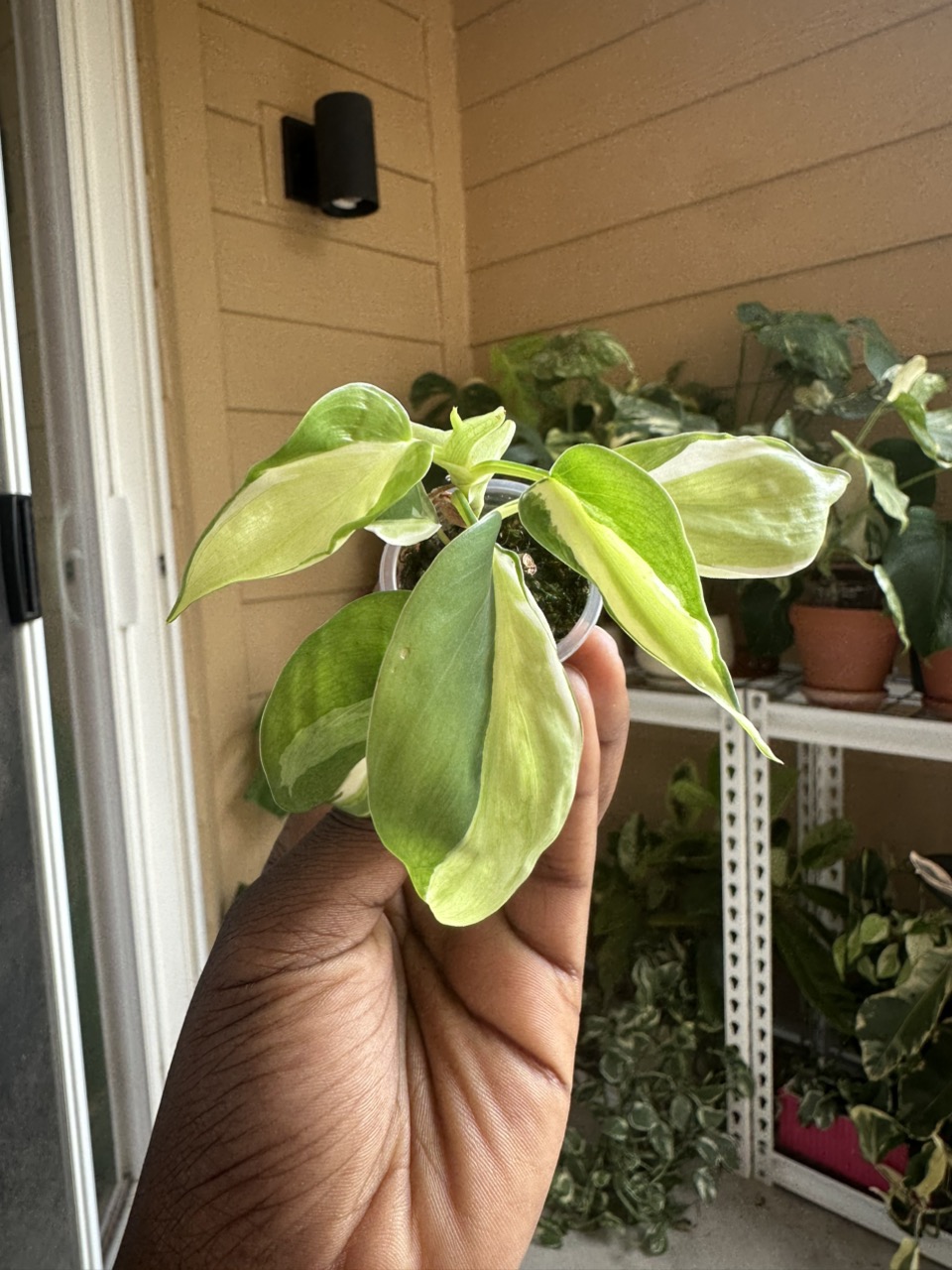 Japanese Global Pothos | 4 Leaves | Highly Variegated | Well Rooted ($55)  from @ThePinkGreenhaus