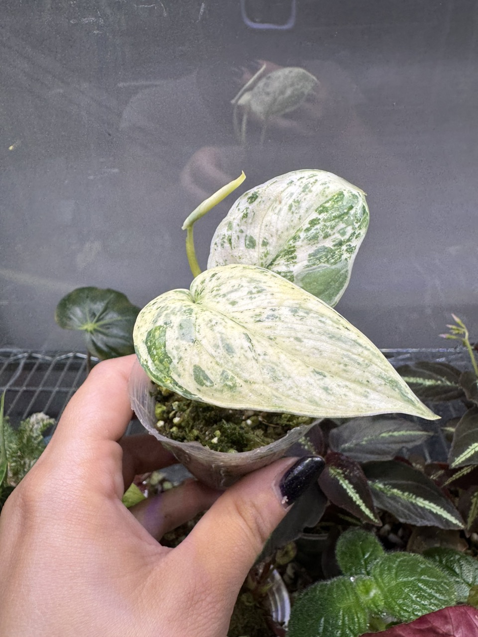 Anthurium FTG Crystal x Dorito Port ($215) from @Wheretherainbowgrows