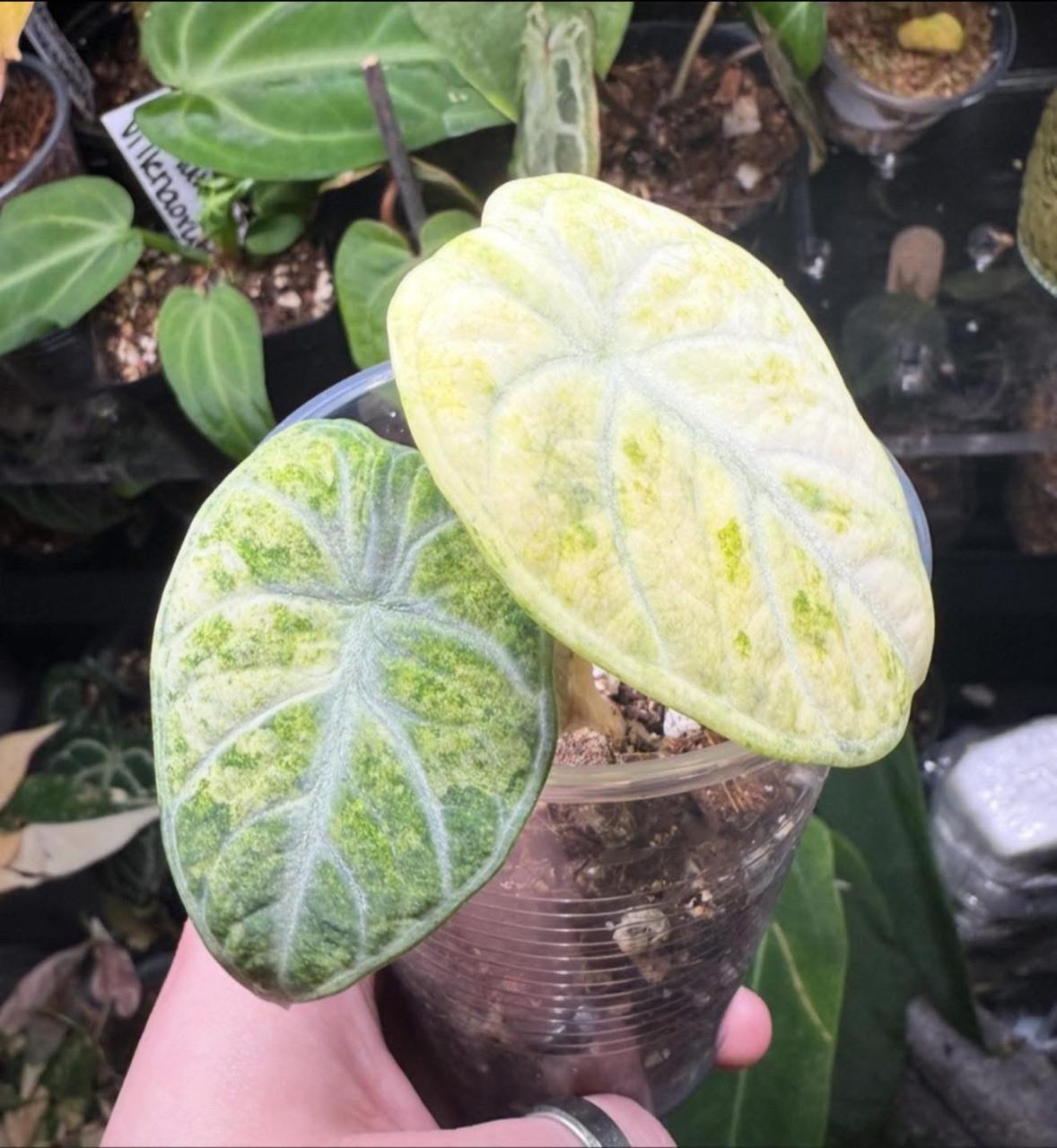 Alocasia Variegated Ninja Tricolor Pup ($40) from @Kate_Kathleen
