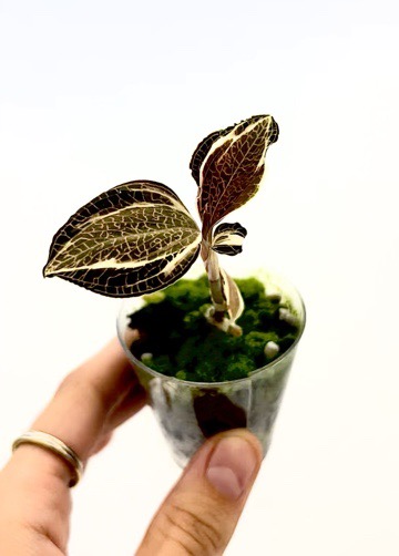 Mutation Variegated Anthurium Besseae Aff x Papi Mid Cutting ($150