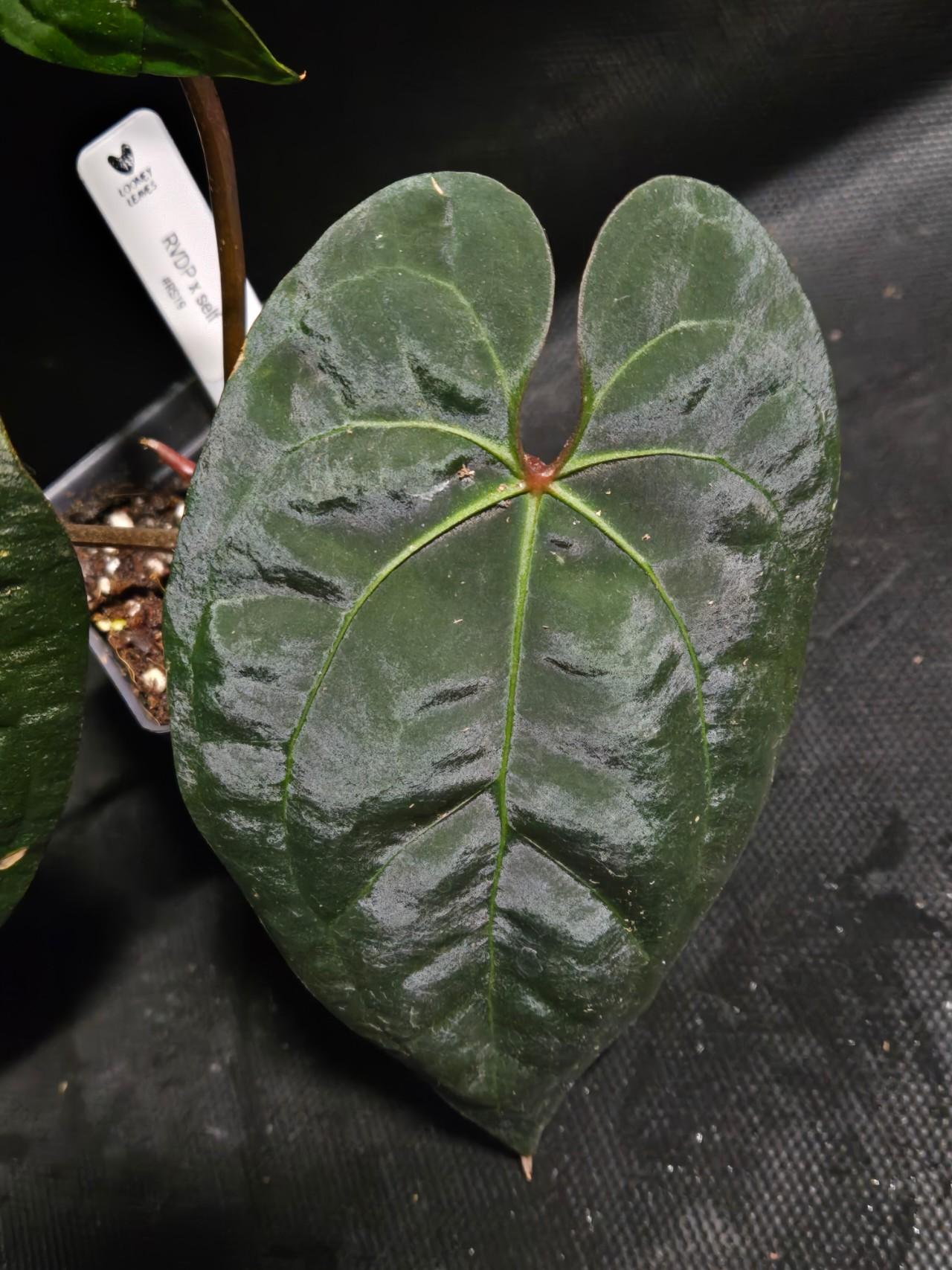 Anthurium RVDP 実生選抜株 Anthurium RVDP x self #RS19 ($85) from @LooneyLeaves