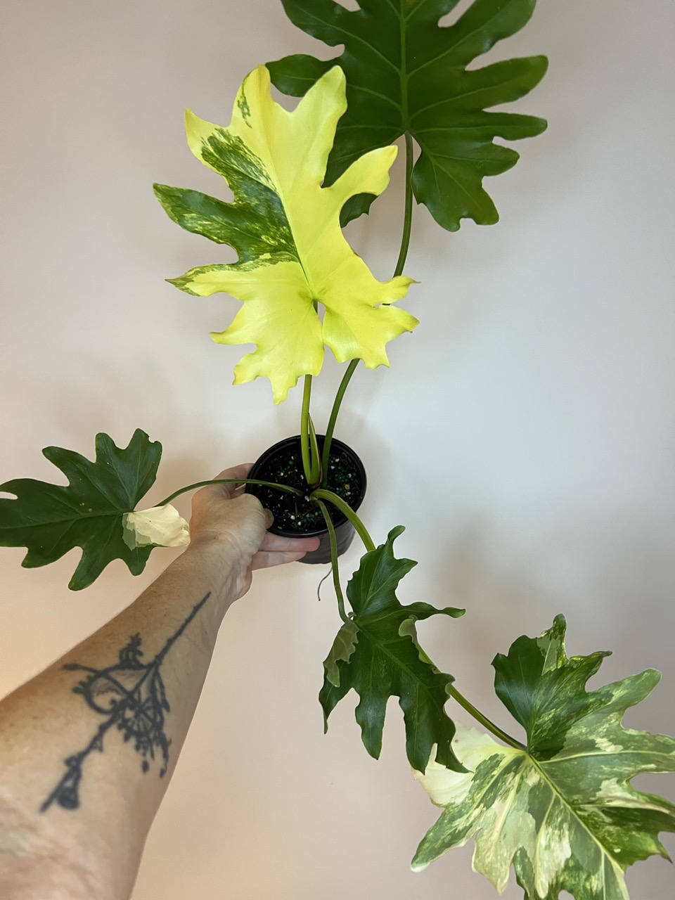 Philodendron Selloum Variegated ($250) from @TropicalPlantShop