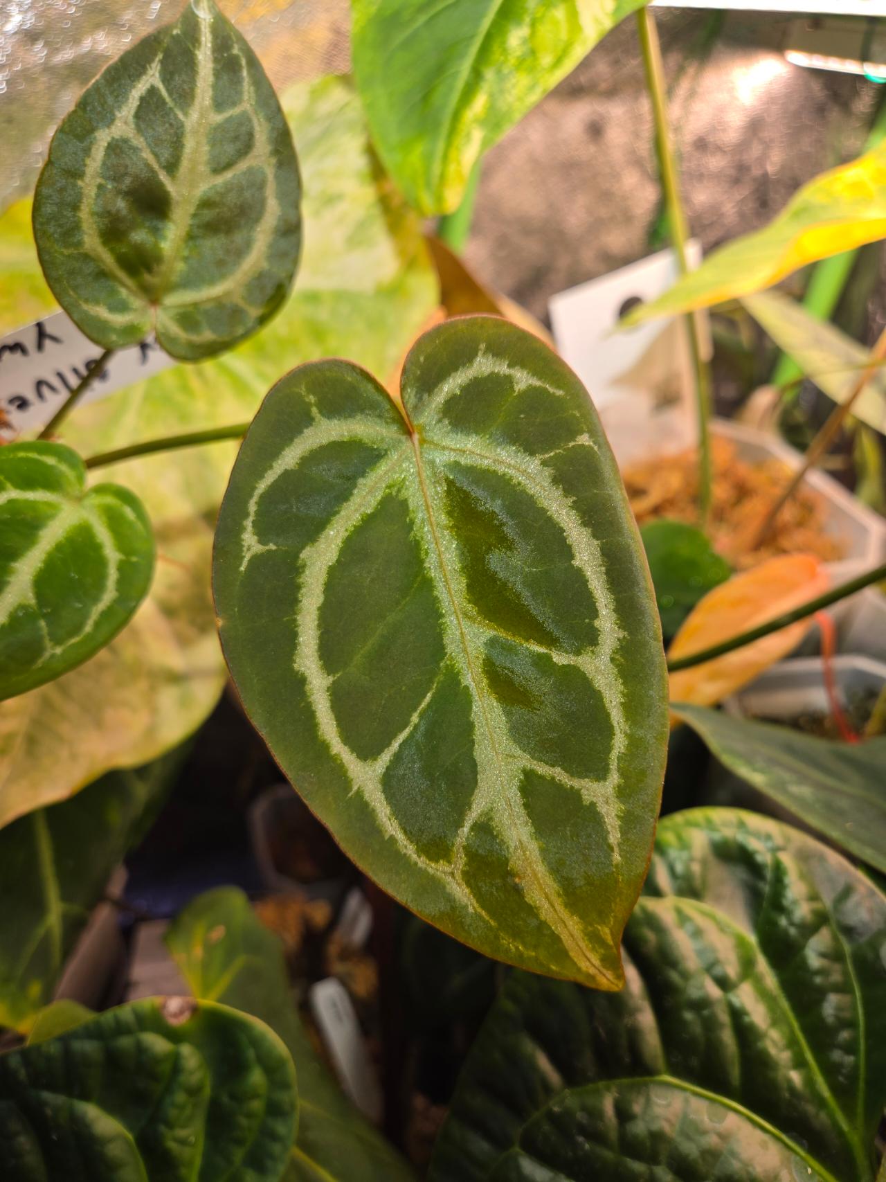Variegated RVDP F2 Anthurium ($225) from @LooneyLeaves
