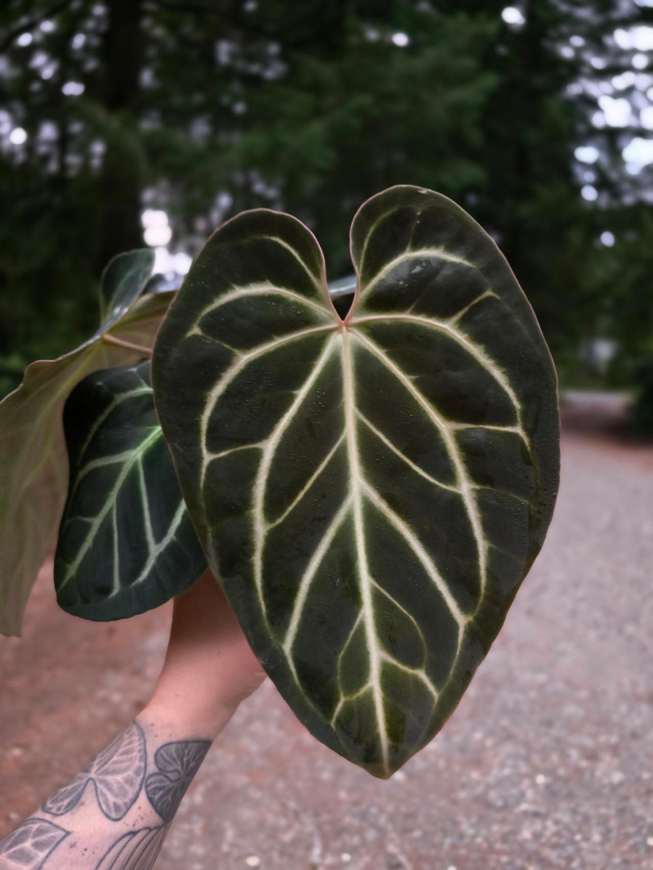 Anthurium Tim's Black s1 ($256.15) from @KatyMae