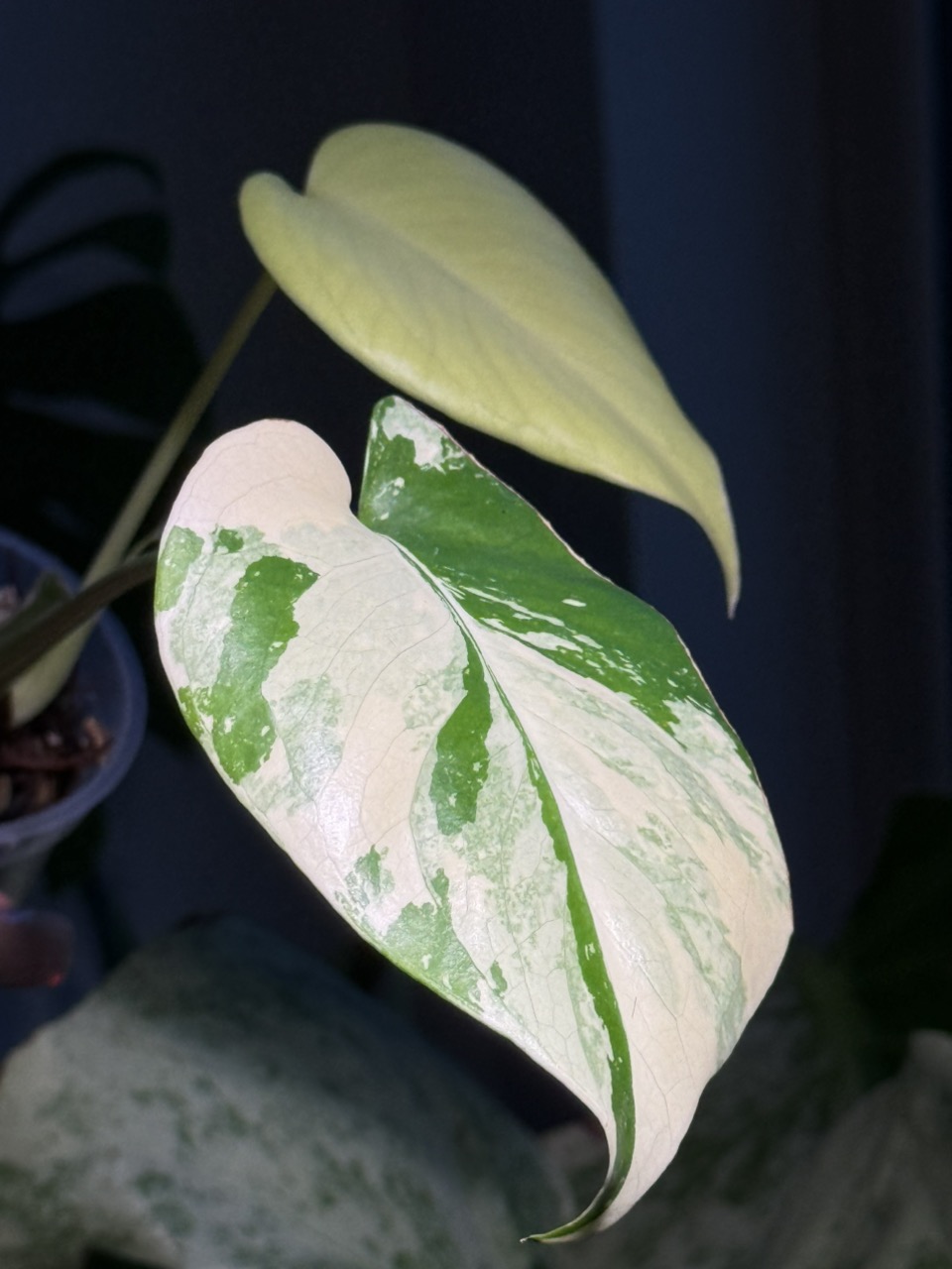 YO773 Monstera Lemon Pom Pom モンステラ レモンポンポン モンステラ