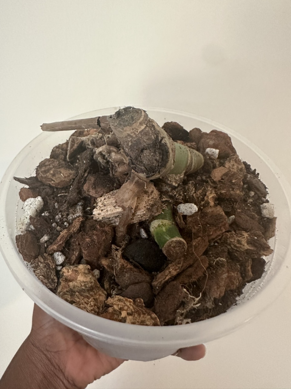 n2_plants 様 ThePinkGreenhaus's shop