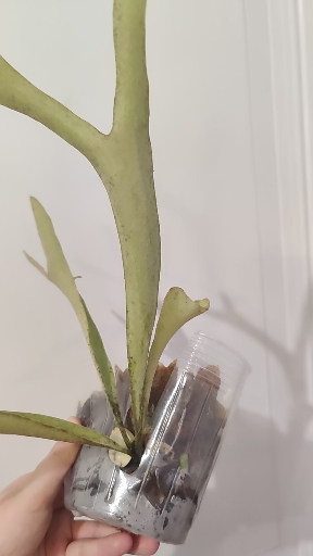 Platycerium Pewchan Compact - Tonkla (Veitchii silver x Willinckii