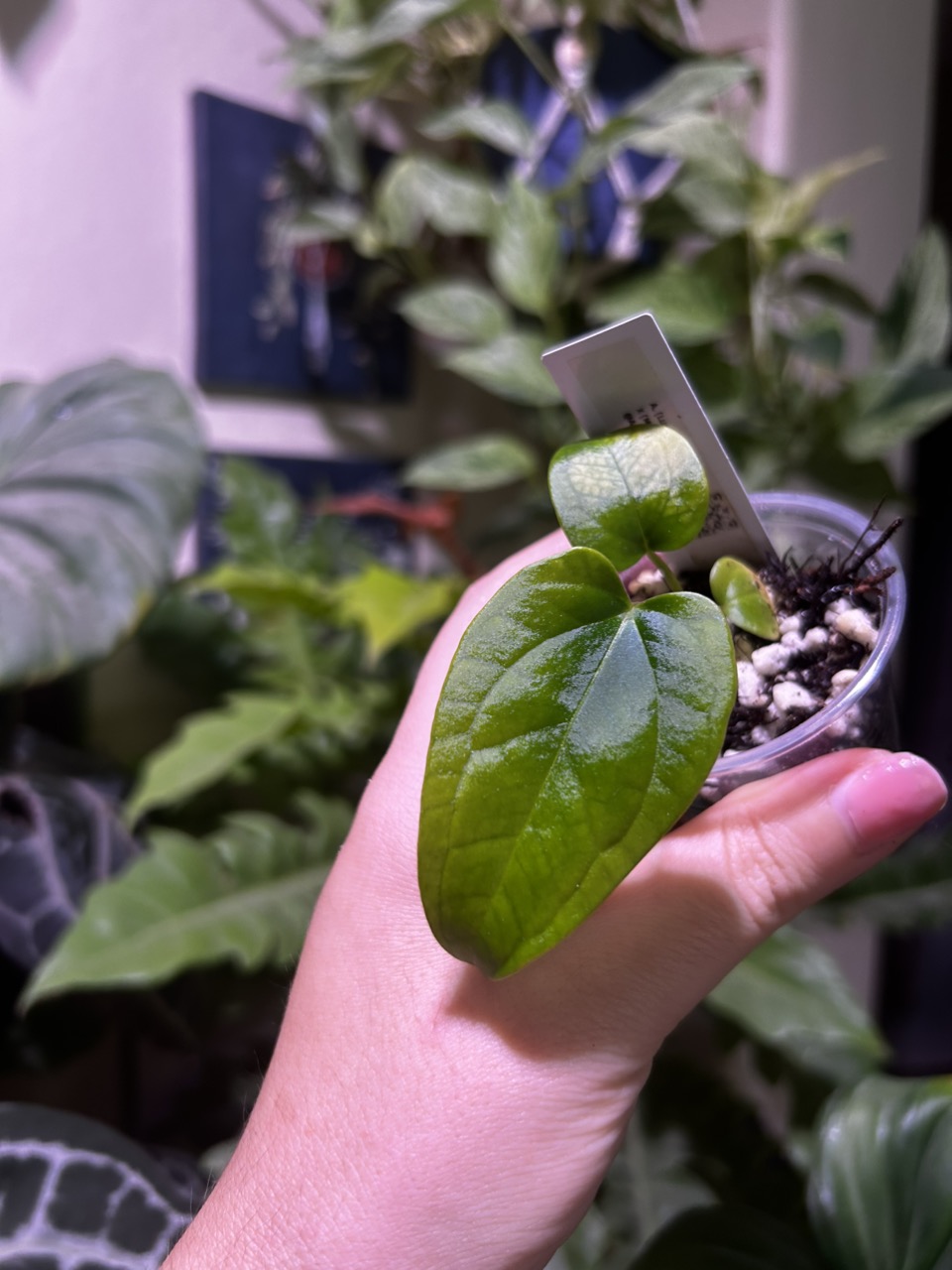 Anthurium (Lux x SKG Grey) x (Mag Fantasy x Besseae aff) #79 ($27