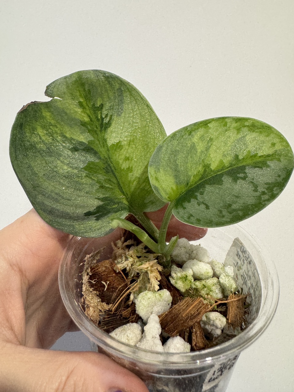 Scindapsus Yupa ($75) from @MiddleTNExotics