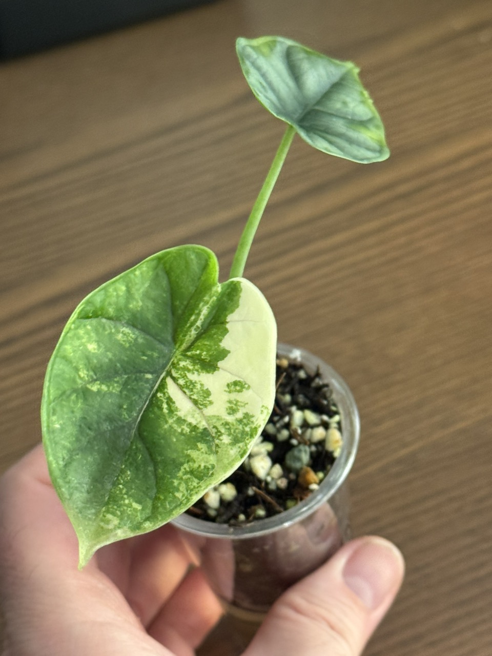 Alocasia Sinuata Albo ($33) from @HypePlant