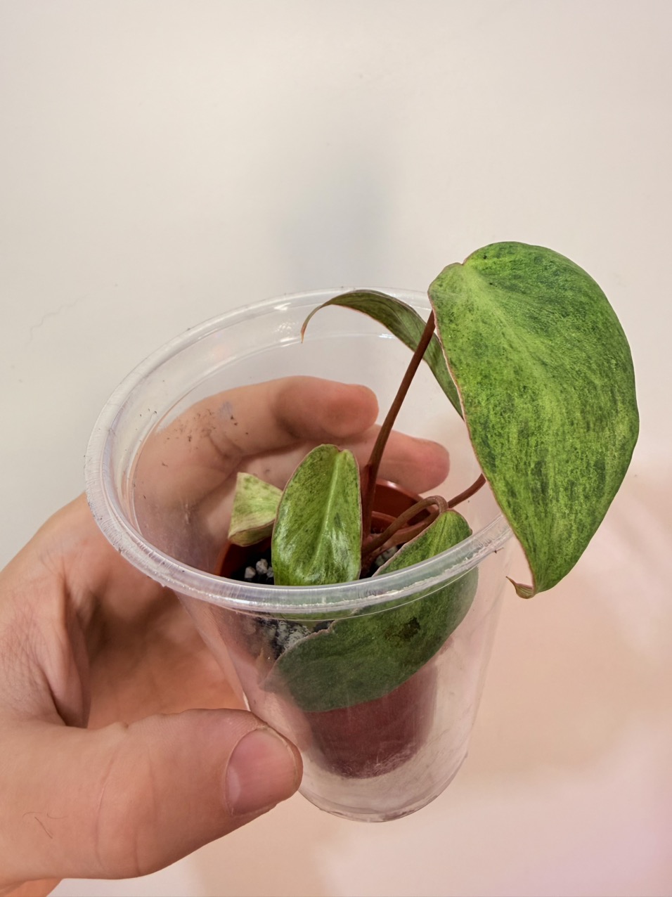 Mint Variegated El Choco Red x Variegated Billie ($550) from