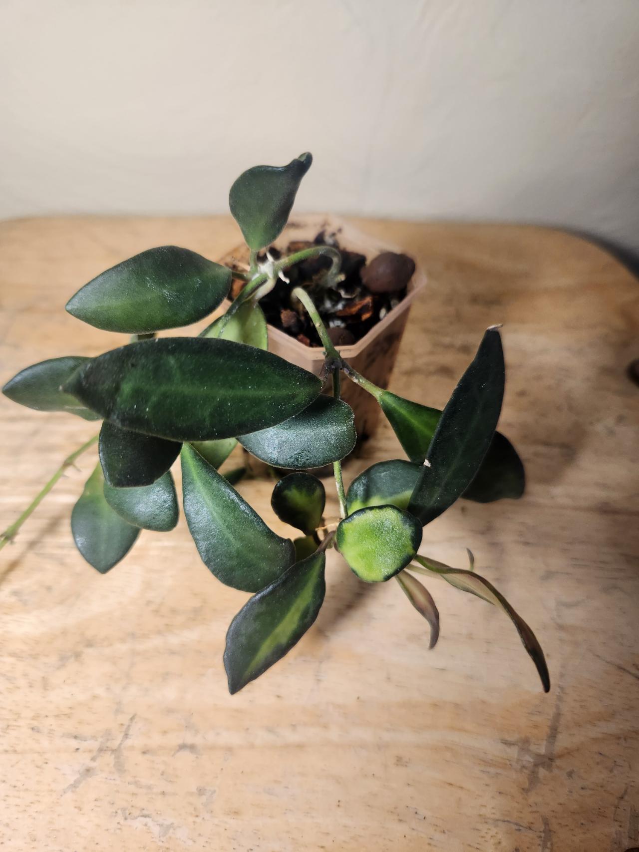20 Hoya Lacunosa 'Asami Clone 2' ($10) from @RiverSimone