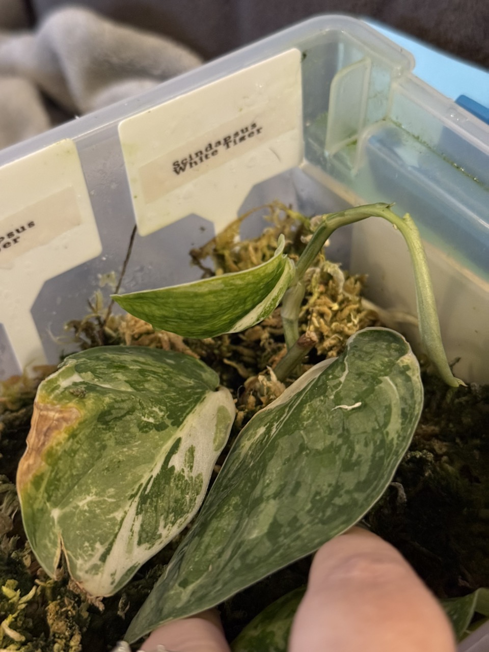 Scindapsus Jung Jung Buih ($30) from @Amanda.Kroeger