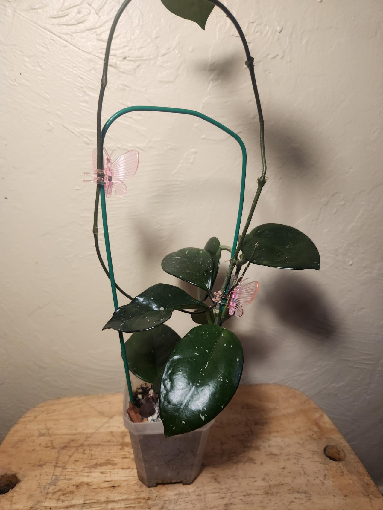 20 Hoya Lacunosa 'Asami Clone 2' ($10) from @RiverSimone