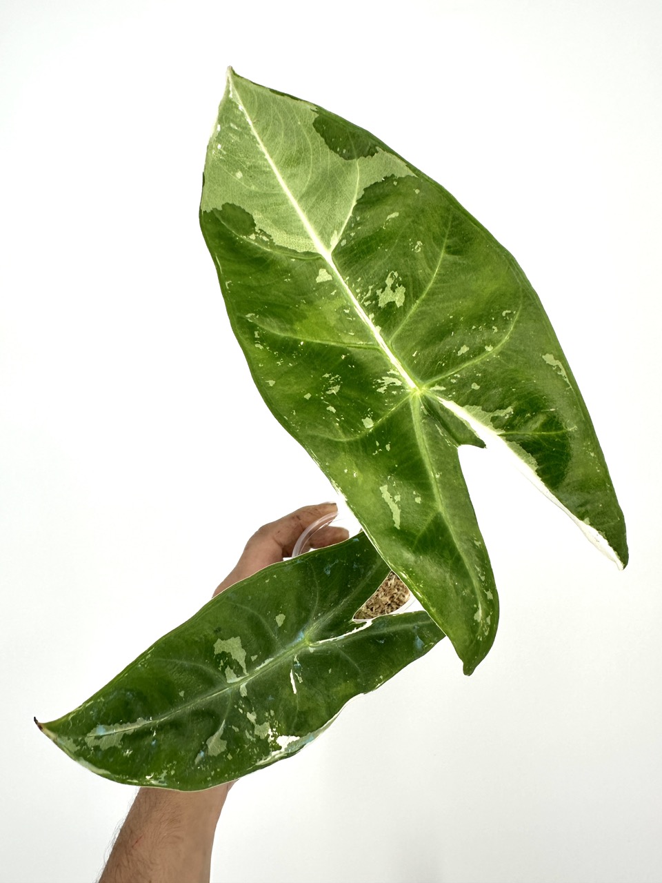 サービス1点　アロカシアalocasia longiloba miq var アロカシアalocasia longiloba miq var