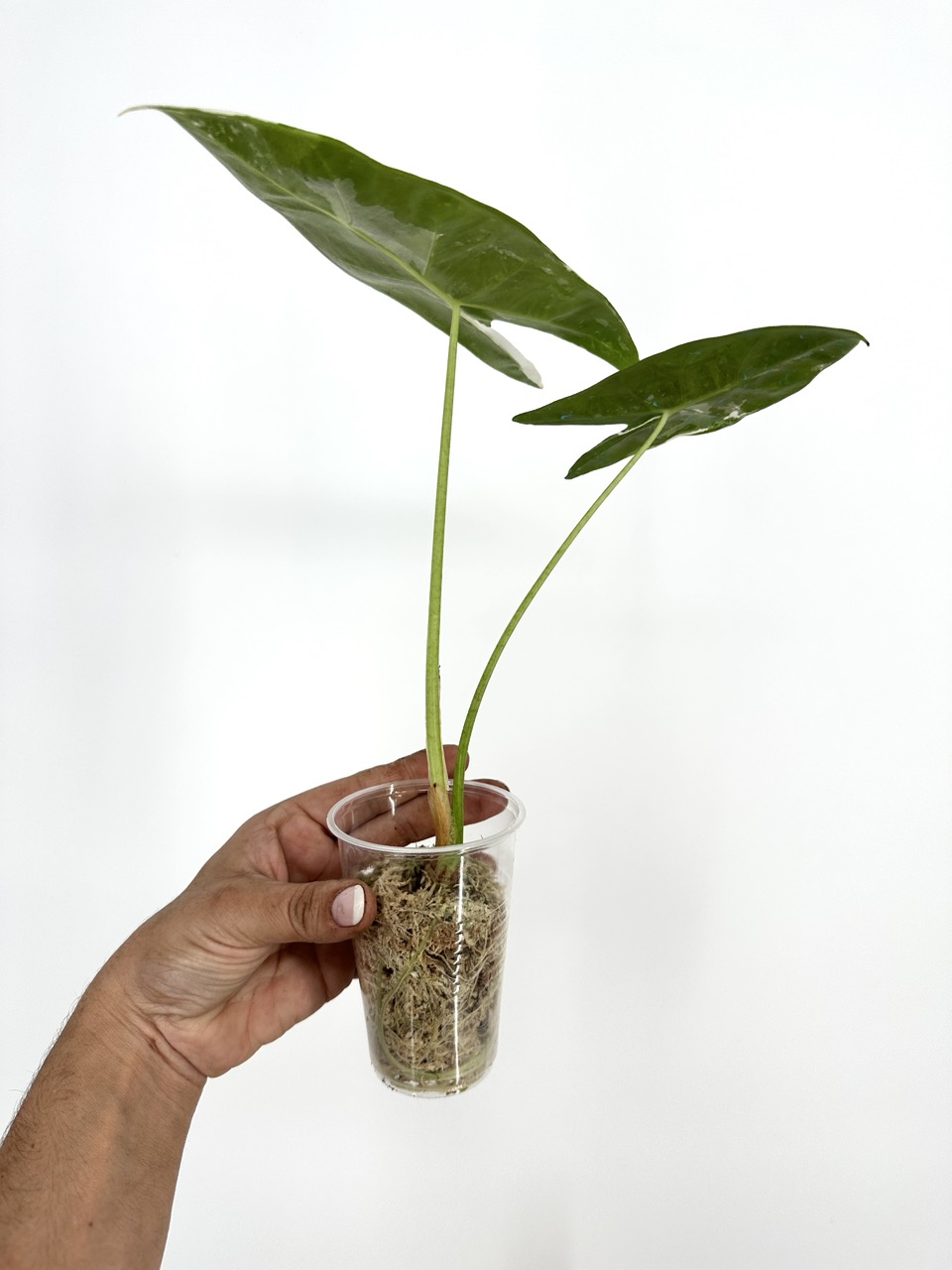 Alocasia Longiloba Albo Pink Back ($100) from @MildToWildStudio