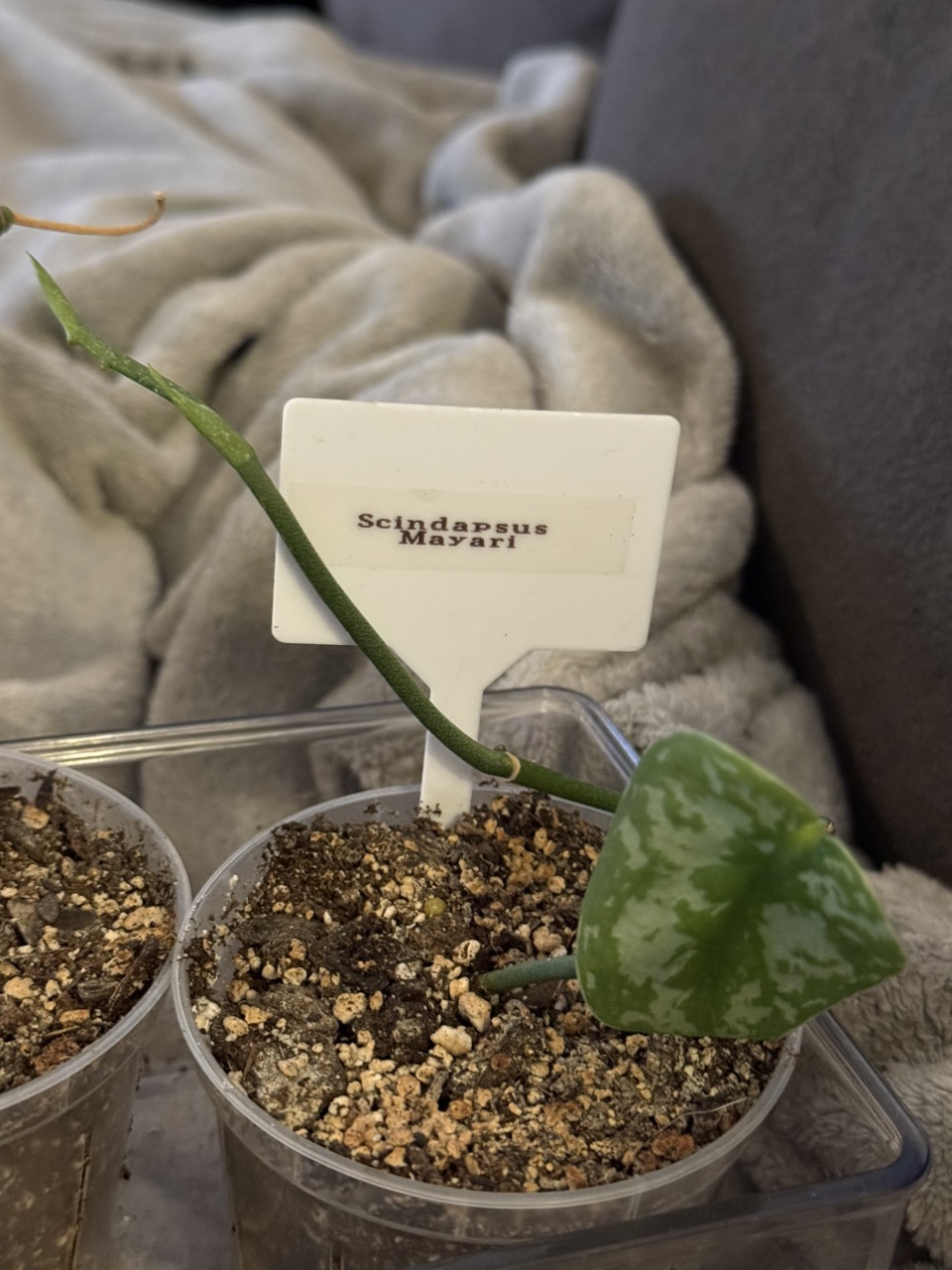 Scindapsus Jung Jung Buih ($30) from @Amanda.Kroeger