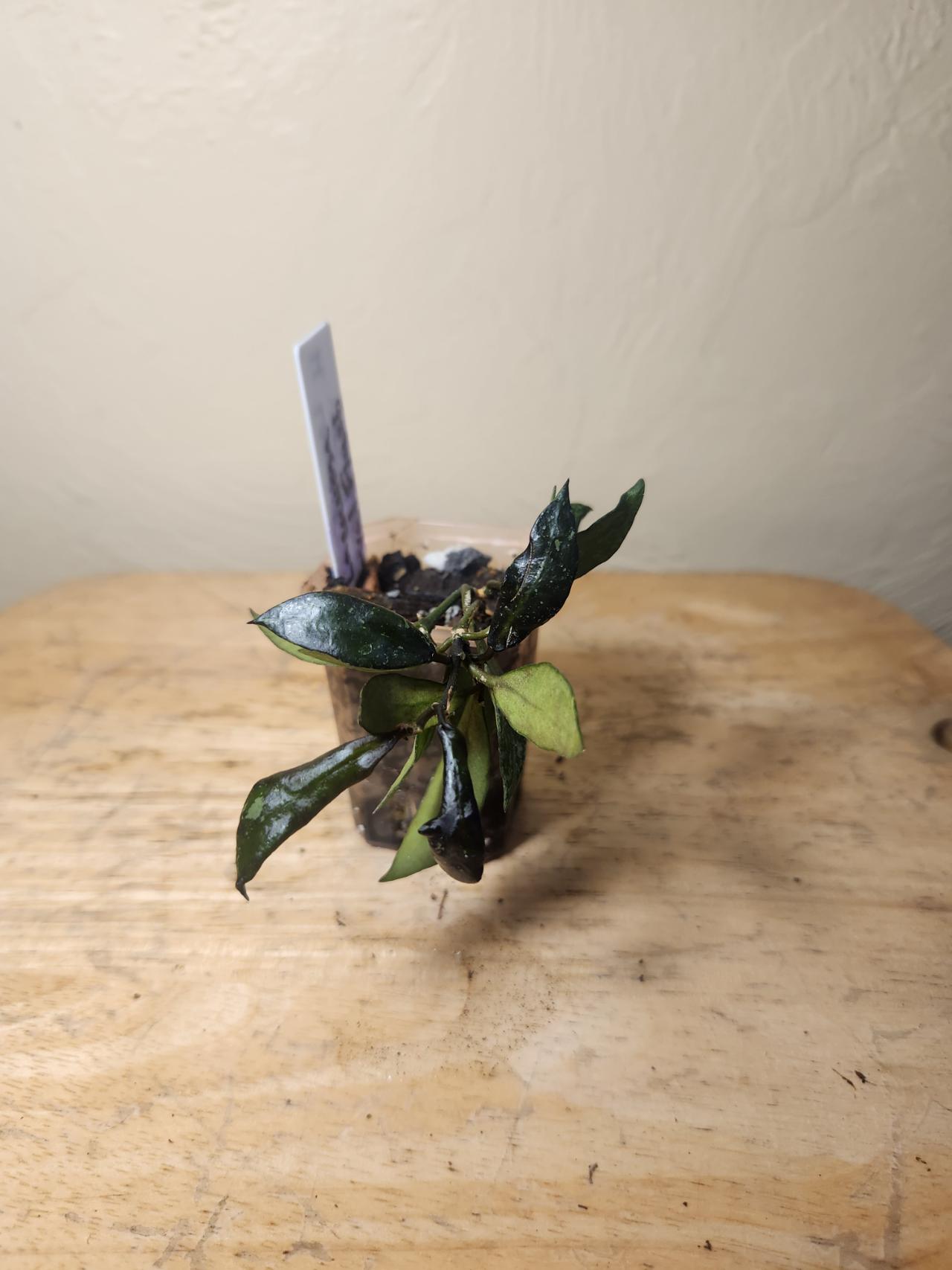 20 Hoya Lacunosa 'Asami Clone 2' ($10) from @RiverSimone