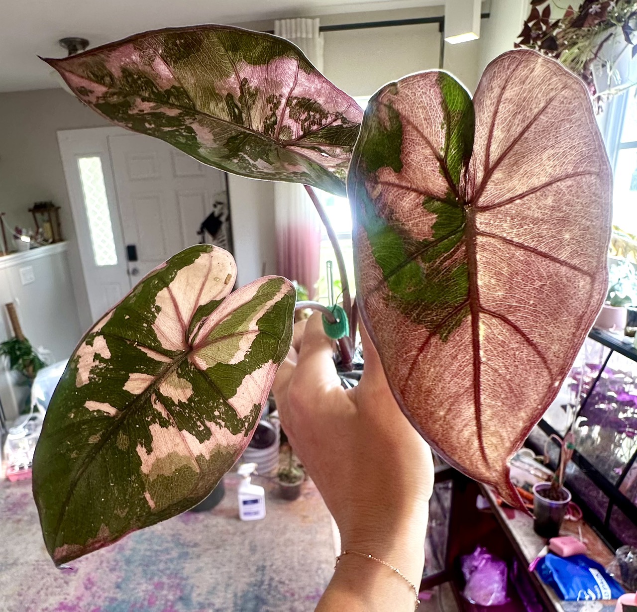 Alocasia Pink Plumbea Nigra ($525) from @MistyingMyPlanties