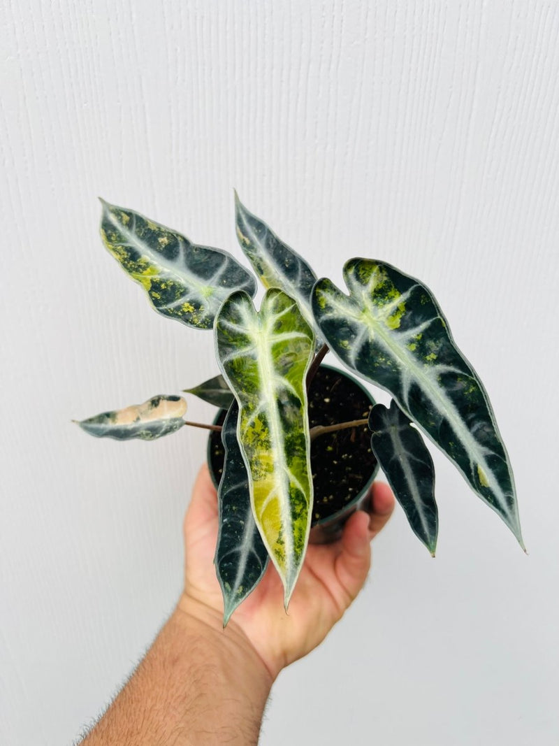 Alocasia amazonica 'Bambino Aurea' ($96) from @PablosPlantsLLC