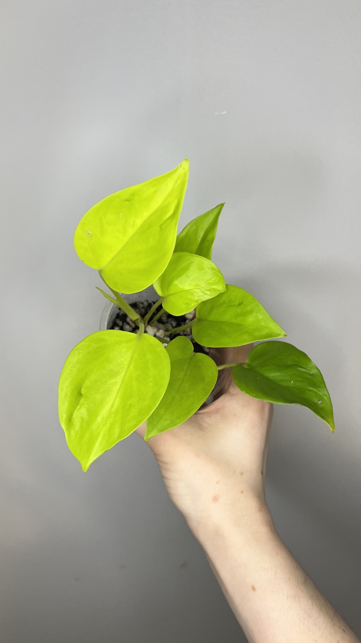 Hoya Archboldiana Albomarginata ($55) from @LeafandBloomCo