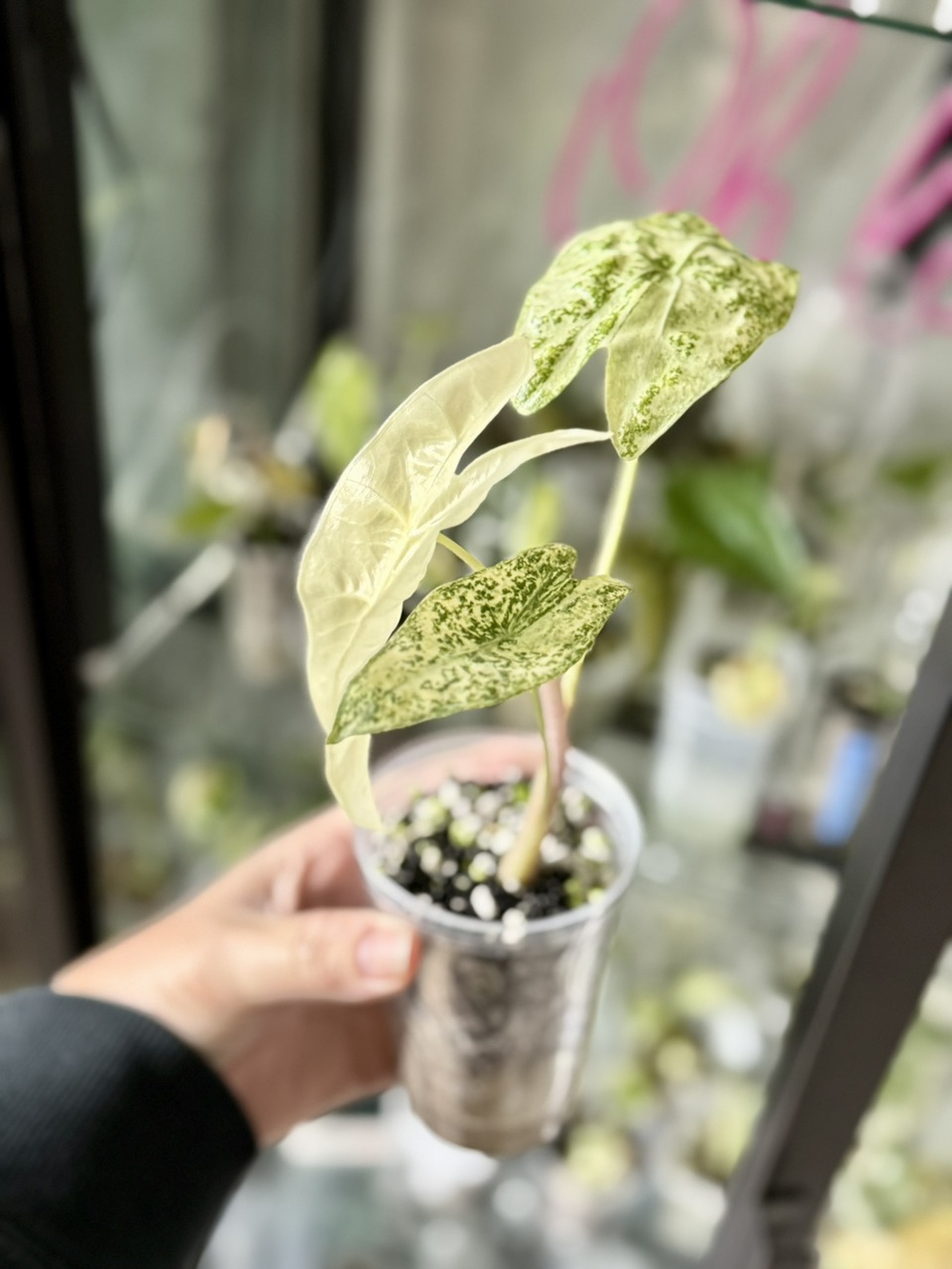 Alocasia Longiloba Thai Con ** CORM ONLY ** ($125) from