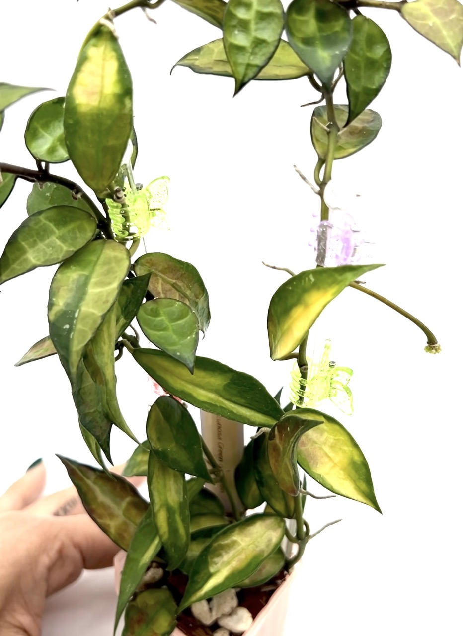 Hoya Lacunosa Green on Green ($95) from @VYNEPlants