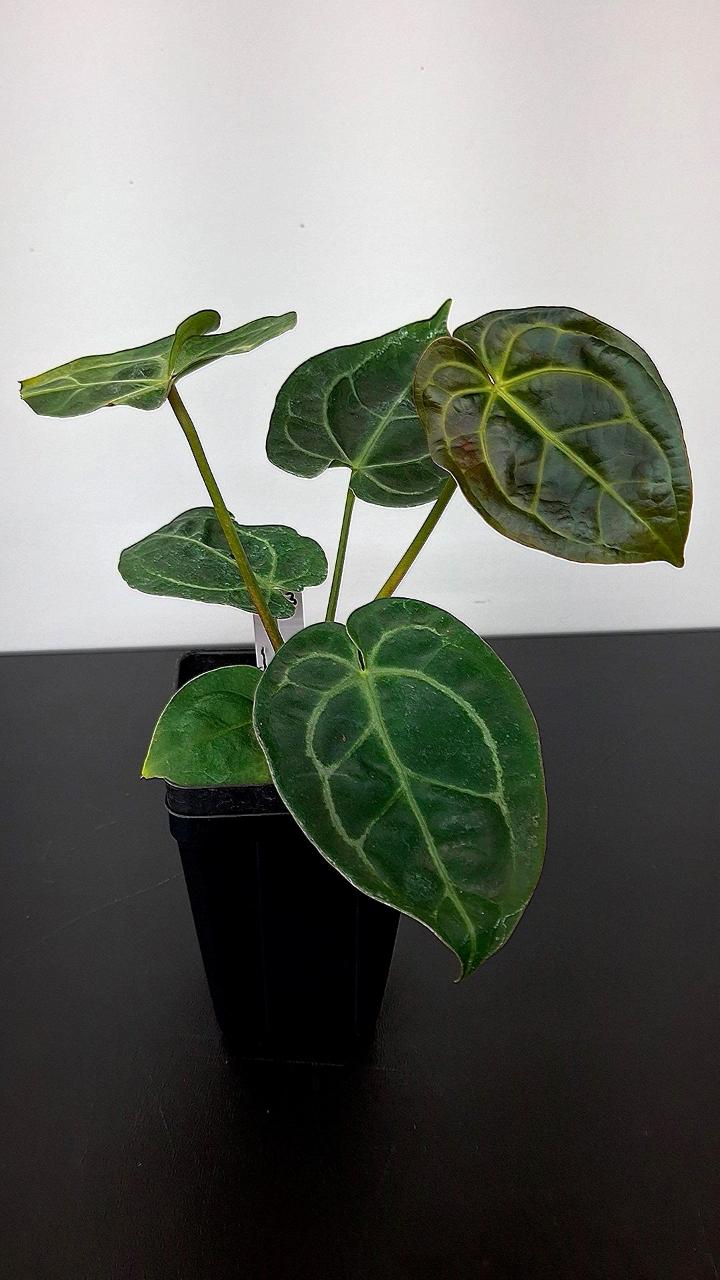 A273 (Tim's Black x Villenaorum) x [(Stripey x Mag) x AOS