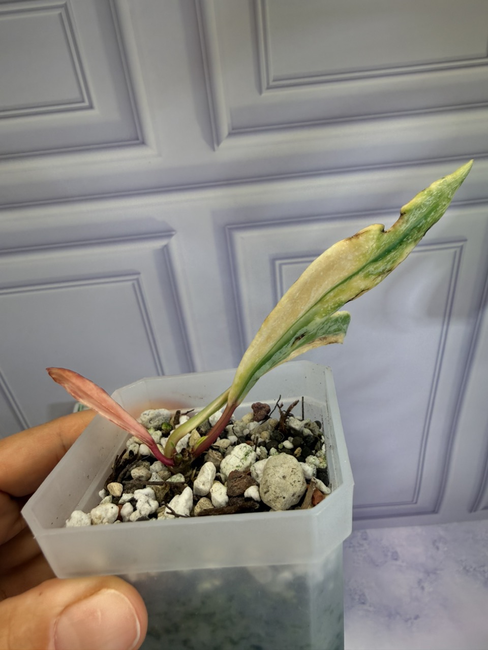 その他観葉植物 Hoya Pubicalyx Albo peridot Hoya Pubicalyx Albo / peridot variegation ($249) from @HoyaHills