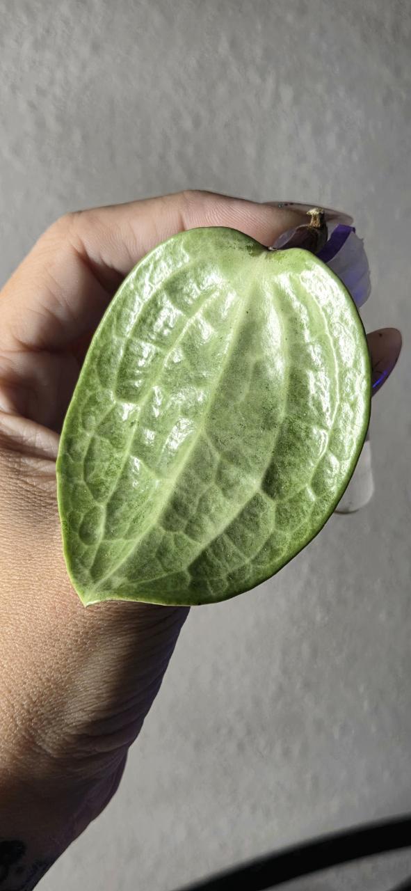Hoya Latifolia Filea Silver *Rooted ($50) from @Plant_Static