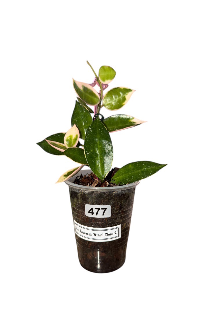 Hoya Lacunosa 'Asami Clone 2' #477 ($14) from @RootedBotanicals